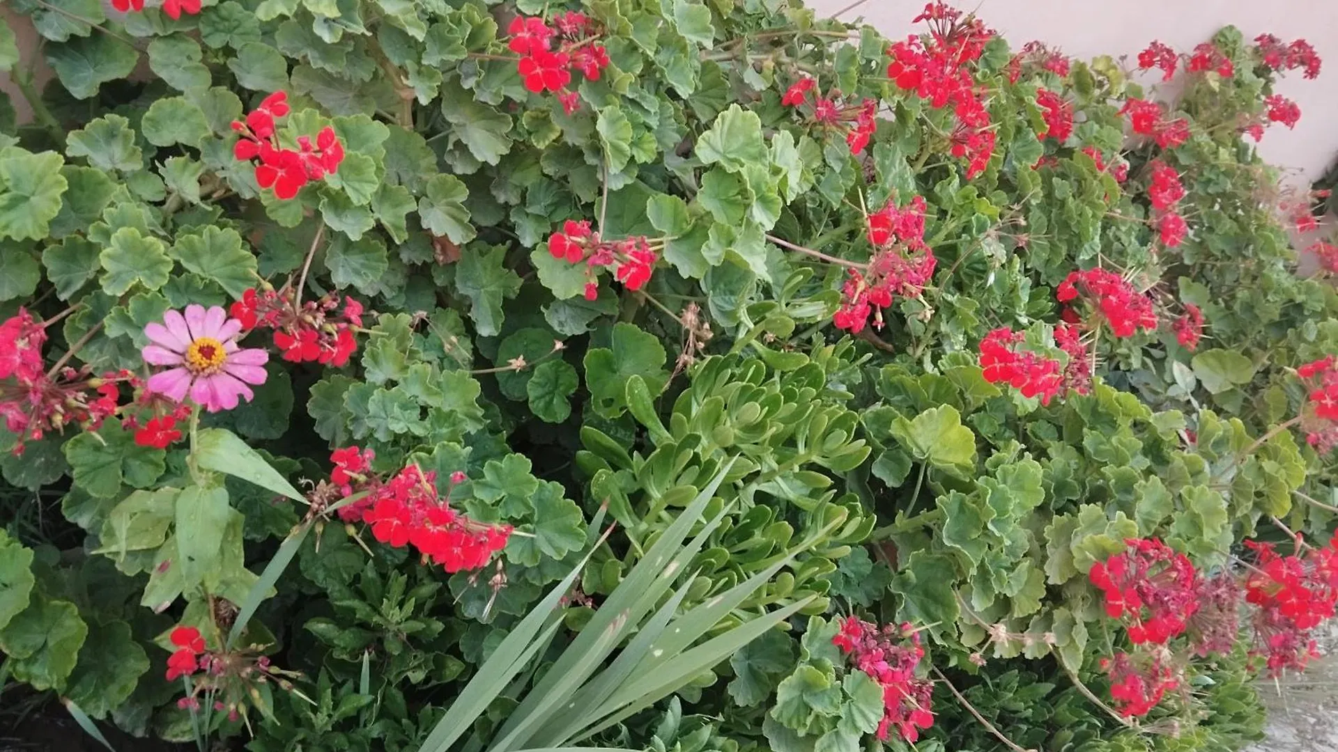 منزل للإقامة Guest House Savalan باكو